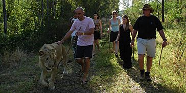 Walking with lions Mauritius